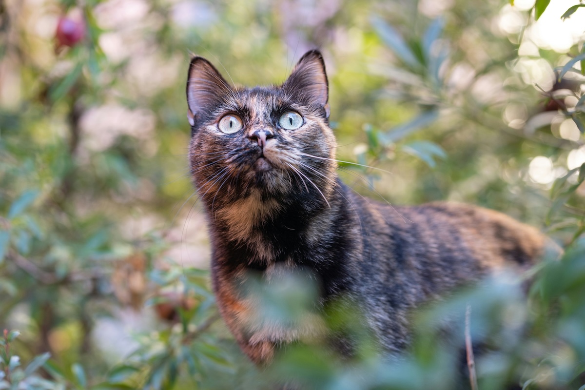 How to keep cats out of your garden